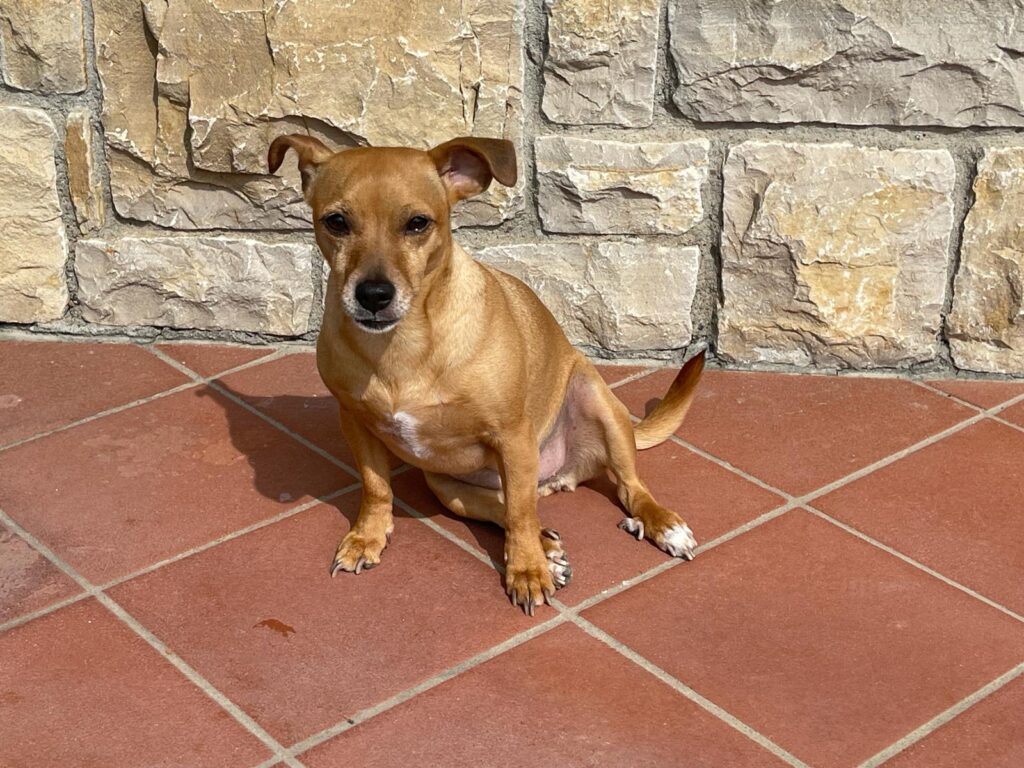 Dada, la cagnolina a cui è dedicato il marchio